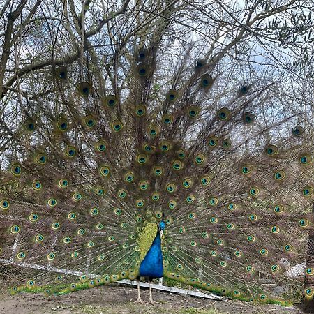 Вілла Agro Na Wapniarni Biala  Екстер'єр фото